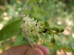 Trichostigma octandrum