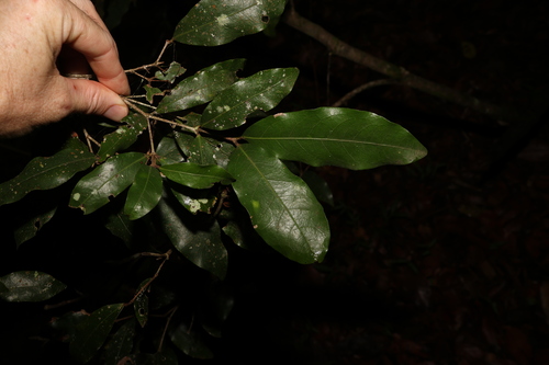 Dissiliaria baloghioides (Dissiliaria baloghioides)