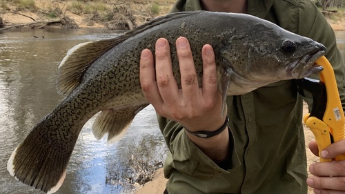 Trout cod (Maccullochella macquariensis) — Percichthyidae — 5