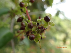 Trichostigma octandrum