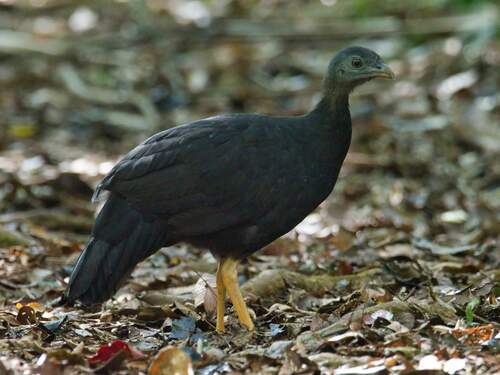 Black-billed Brushturkey (Talegalla fuscirostris), photo 1