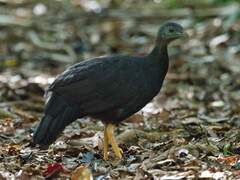 Black-Billed Brush-Turkey photo 2