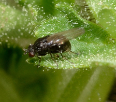 Diptera