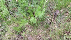 Daucus carota