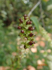 Trichostigma octandrum