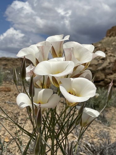 Sego Lily