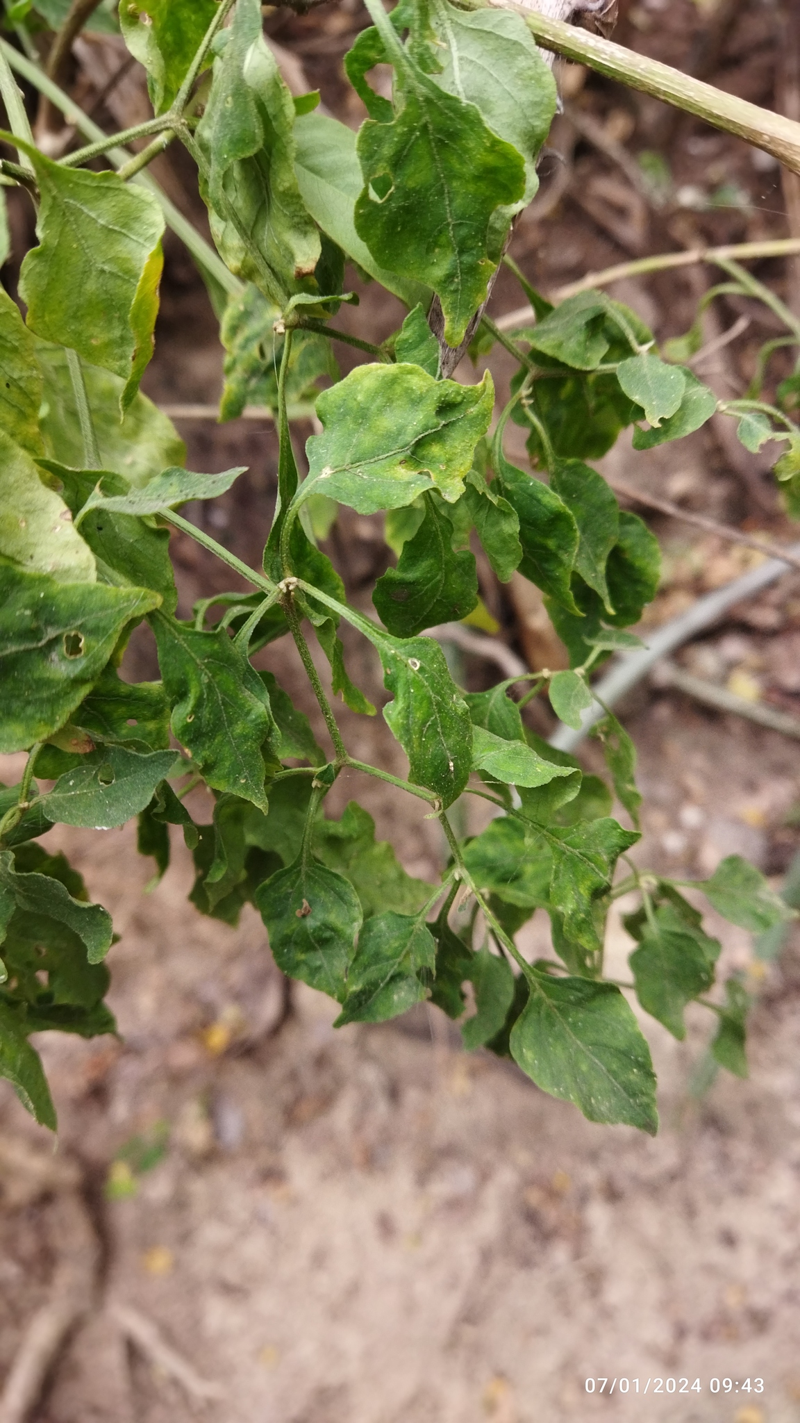 Pimenta