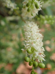 Trichostigma octandrum