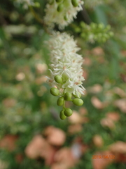 Trichostigma octandrum