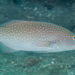 Spotted Coral Grouper - Photo (c) Mark Rosenstein, some rights reserved (CC BY-NC), uploaded by Mark Rosenstein