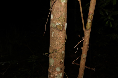 Image of Sarcomelicope simplicifolia by (c) Greg Tasney, some rights reserved (CC BY-SA)