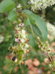 Trichostigma octandrum
