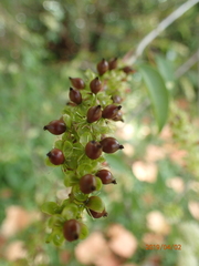 Trichostigma octandrum