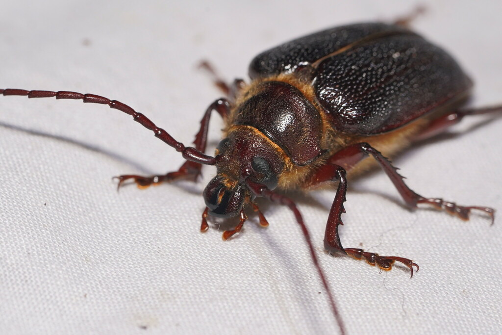 Sceleocantha carteri