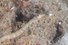 Corythoichthys ocellatus