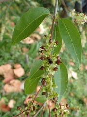 Trichostigma octandrum
