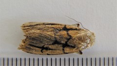 Sympistis dinalda