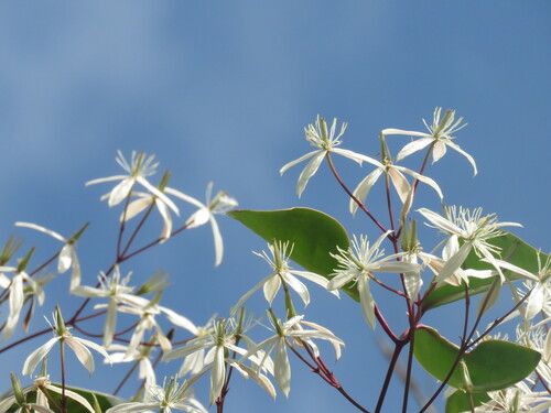 Clematis crassifolia iNat (1)