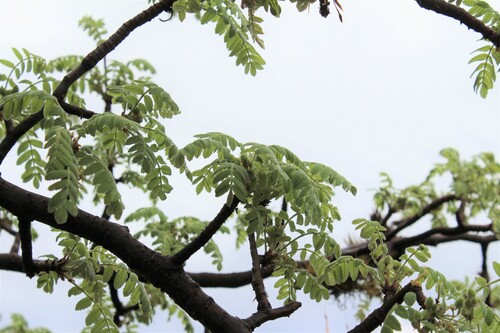 Bursera submoniliformis Engl.