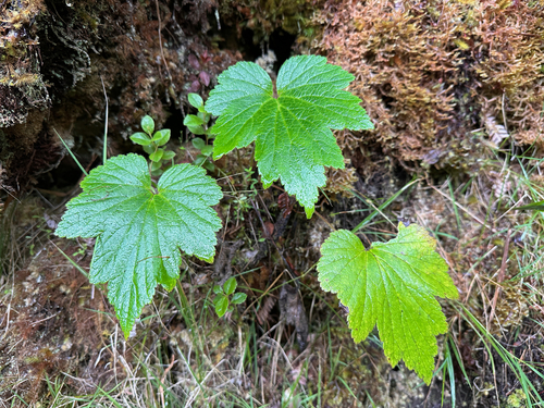 Eriocapitella japonica