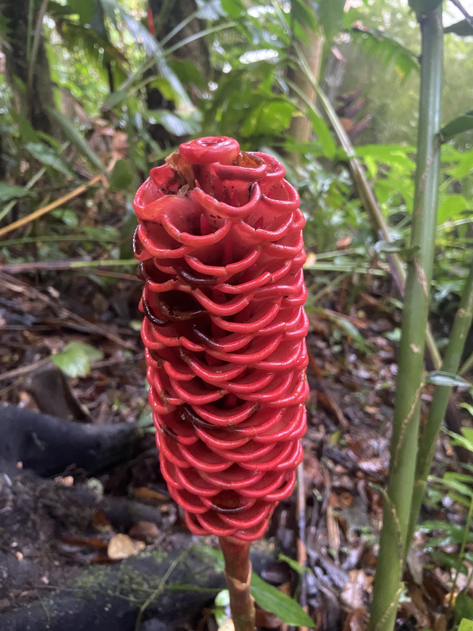 Imagem de Gengibre-concha