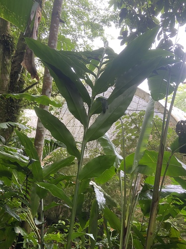 Foto de Gengibre-concha