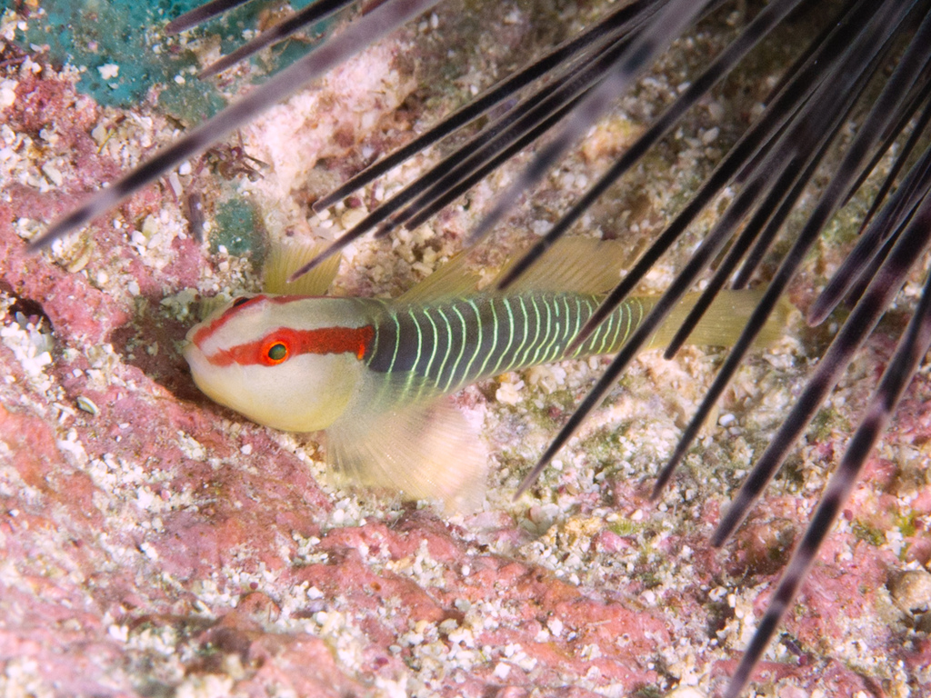 Cayman Greenbanded Goby
