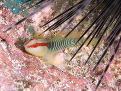 Cayman Greenbanded Goby photo 1