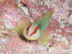 Cayman Greenbanded Goby photo 3