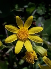 Senecio vernalis