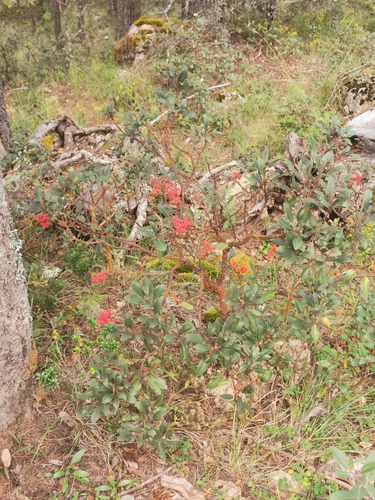 Arbutus occidentalis (Arbutus occidentalis)