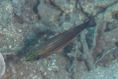 Cheilodipterus artus