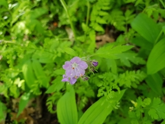 Phacelia bipinnatifida
