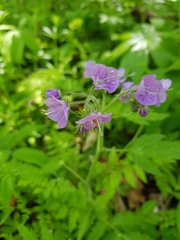 Phacelia bipinnatifida