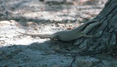 Trachylepis binotata