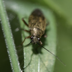 Irbisia californica