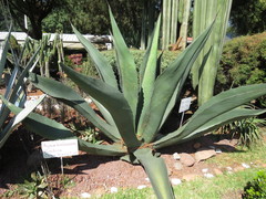 Agave mapisaga