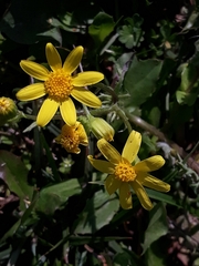 Senecio vernalis