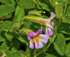 Erythranthe erubescens