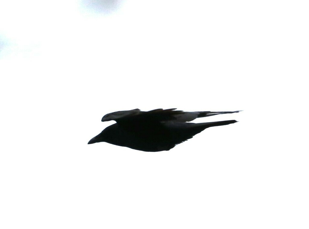 American Crow From Second Woods Park St Catharines ON Canada On   Large 