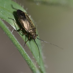 Irbisia californica