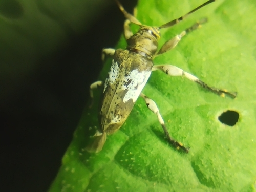 Nyssodrysternum poriferum