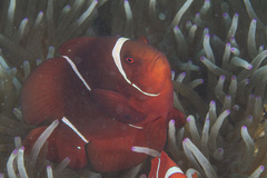 Amphiprion biaculeatus