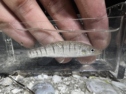 Longnose killifish (Fundulus similis) — Fundulidae — 4