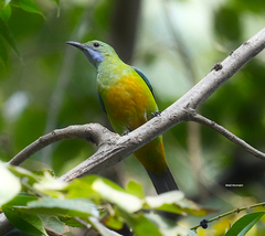 Orange-Bellied Leafbird photo 2