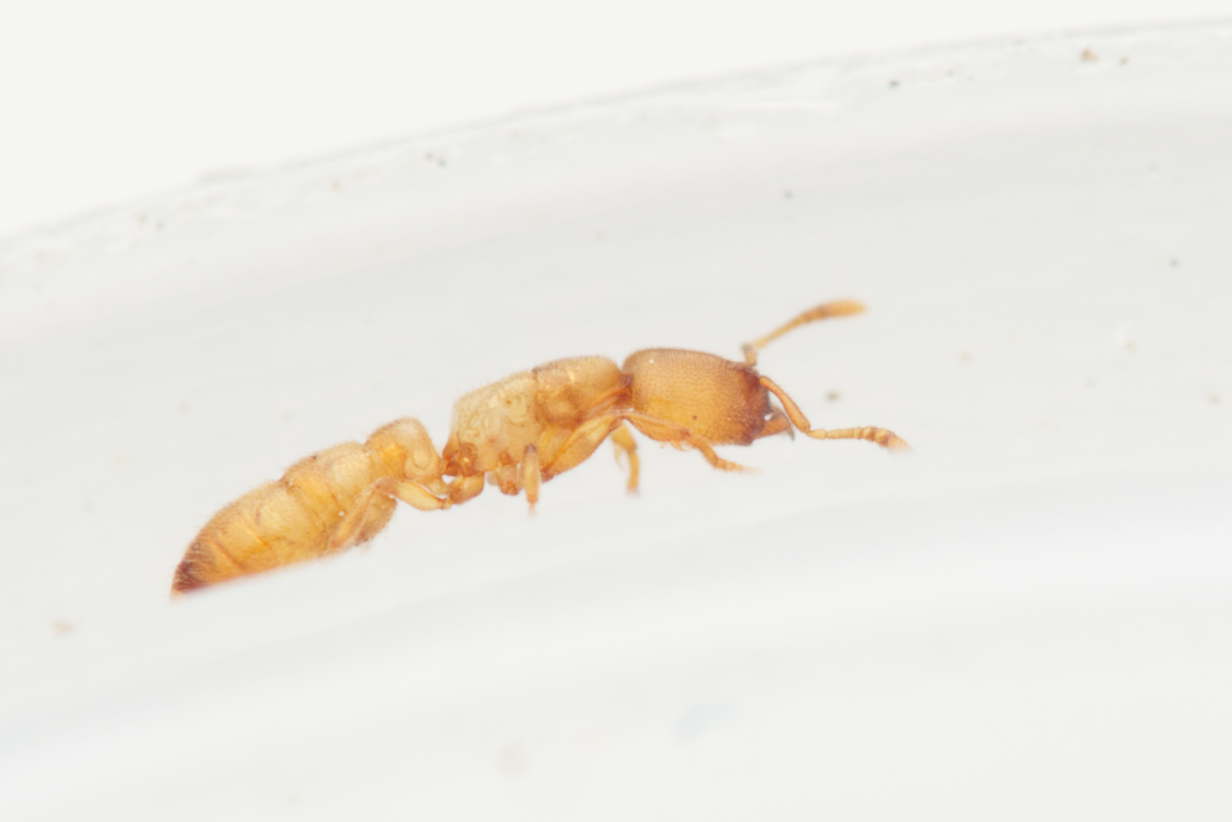 Prionopelta robynmae