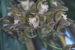 Cymbidium tracyanum