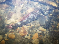 Gobiomorphus huttoni