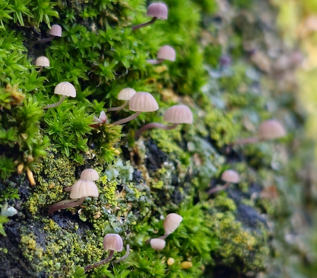 Mycena corticalis