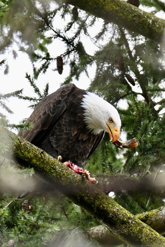 Bald Eagle